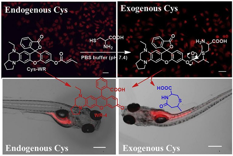 dypi_107722_fx1_ga_3c_pdf