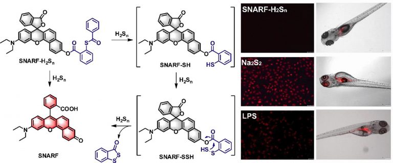 1605492918-1-s2.0-S1386142520310842-ga1_lrg