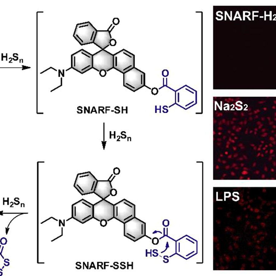 1605492918-1-s2.0-S1386142520310842-ga1_lrg