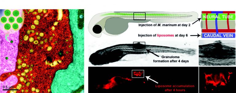 1610937821-Tumor Microenvironment-Specific Functional Nanomaterials for Biomedical Applications