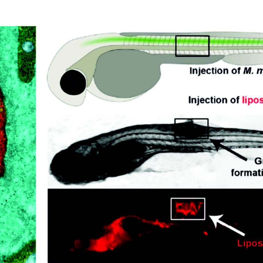 1610937821-Tumor Microenvironment-Specific Functional Nanomaterials for Biomedical Applications