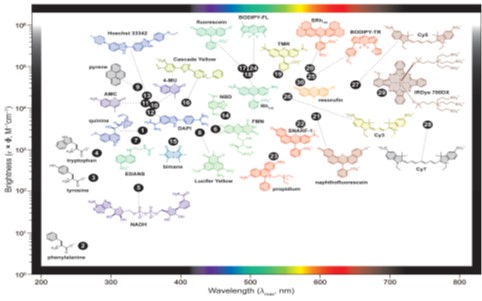 生物成像荧光探针的设计策略与原理-海南省生物材料与医疗器械工程研究中心