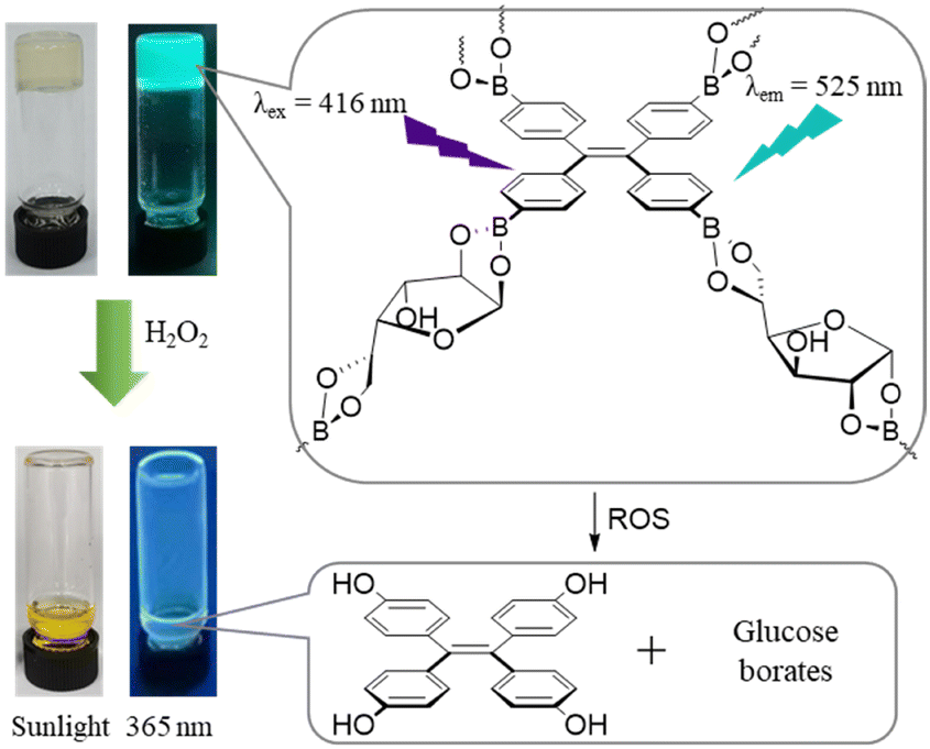 Macroscopic and fluorescence detection of reactive oxygen species by
