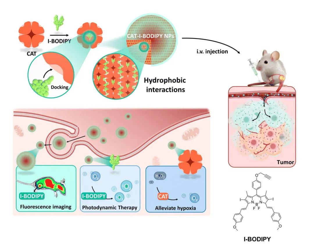 Multifunctional protein based self assembled nanoplatform overcoming