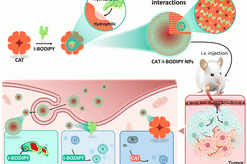 1697015602-9E159481DBD33067CC2054FC4E1_BB0816AE_6925