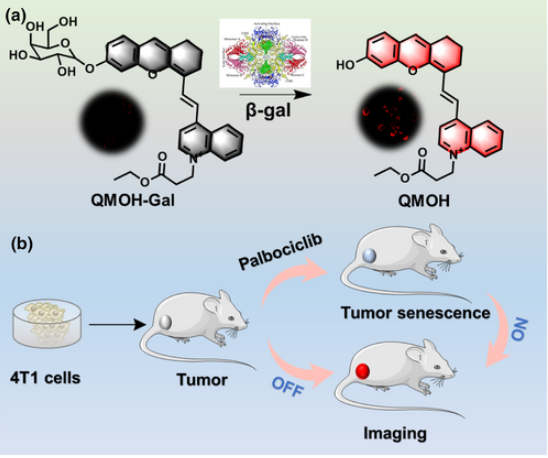 1740618487-微信图片_20250227090726